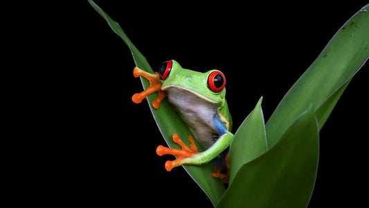 [Câu chuyện nội tâm] Chú ếch bị lãng tai