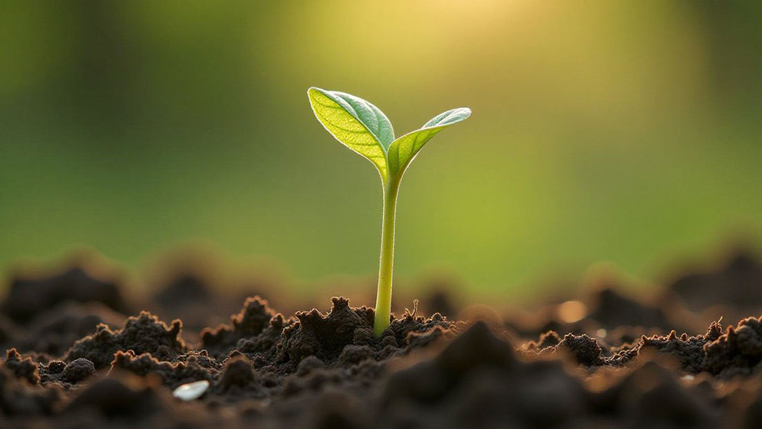 Giá trị của thử thách